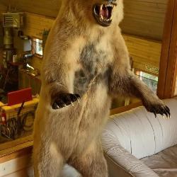 Alaskan grizzly, bear, full body mount