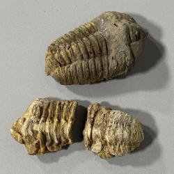 (2) Trilobite Fossils