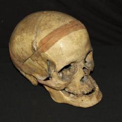 Antique Human (Replica?) Skull w/ articulating