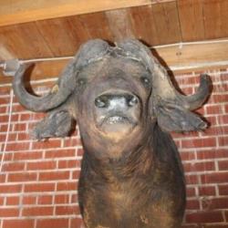 Cape Buffalo Mount approx 29