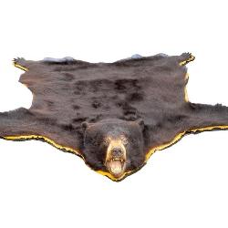 Prize Winning Black Bear Mounted Rug