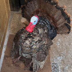 Large Taxidermy Male Turkey