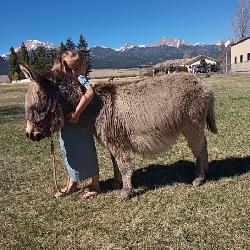 Miniature Donkey