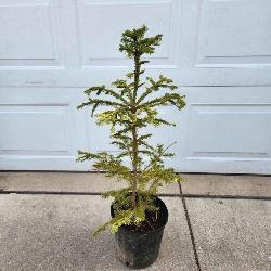 YD Norway Spruce 28