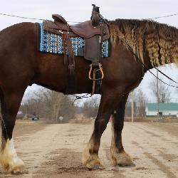 Lot#440 4yr draft/gypsy rides & drives