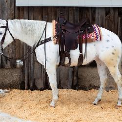 Lot#471 4yr old gelding. Santa Fe Smart and athletic