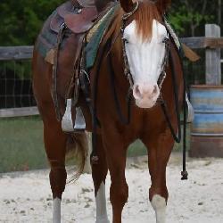 Lot# 461 5yr old AQHA APHA reg, stallion Grandson of Colonals Smoking Gun