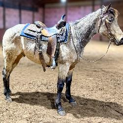 Lot#446 3yr AQHA gelding PCC Blue Tags X Suzies Petty Pep