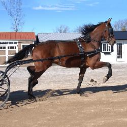 Lot# 287 4yr. Stdbred gelding Newtown Chocolatier x Glide Master