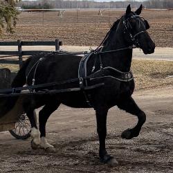 Lot# 178 3yr. Morgan/Stdbred gelding