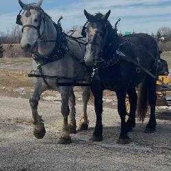 Lot# 9&10 7&4yr Percheron mares. Well broke to farm machinery
