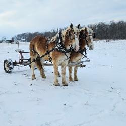 Lot#15/16 Blonde Belgian geldings 4/5yrs Solid team