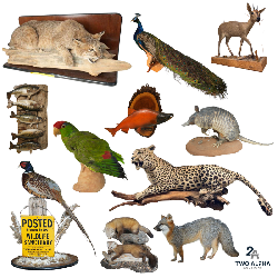 9AM Taxidermy Ring Mounts