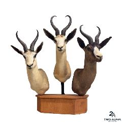 9AM Taxidermy Ring Mounts