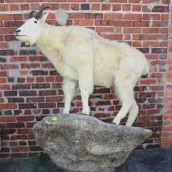 Mountain Goat on mount approx 68