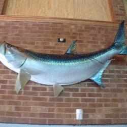 TARPIN 6FT FIBERGLASS FISH MOUNT