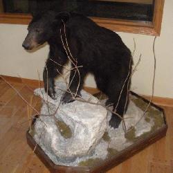 BROWN BEAR CUB MOUNT W/ DISPLAY ON WHEELS