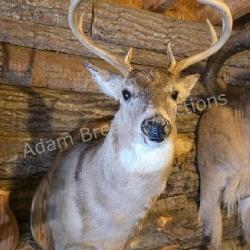 WHITETAIL DEER PLAQUE MOUNTED SHOULDER MOUNT