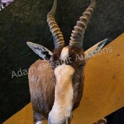 BLESBOK ANTELOPE TAXIDERMY SHOULDER MOUNT