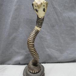 Vintage Taxidermy Cobra Display Piece