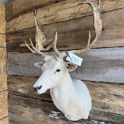 Fallow shoulder mount