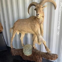 Full body Aoudad wall mount