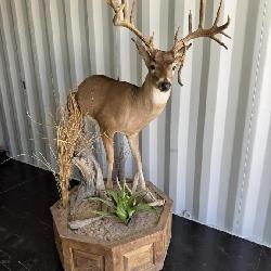 Half White Tail Pedestal mount