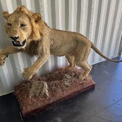 Full body African Lion mount