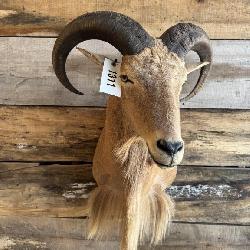 Aoudad shoulder mount