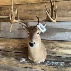 Whitetail Shoulder mount