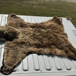 Bear skin  rug