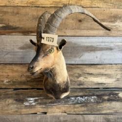 Ibex Shoulder mount
