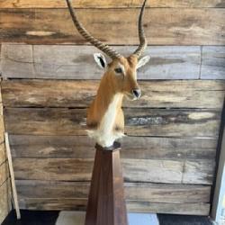Red Lechwe Pedestal mount
