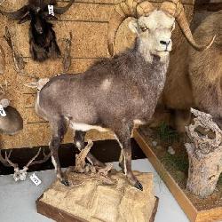 Stone Sheep Full Body Mount