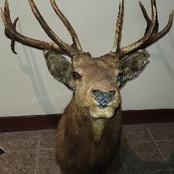 Stunning Michigan Elk Taxidermy