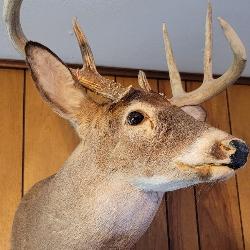 Taxidermy: Whitetail Deer