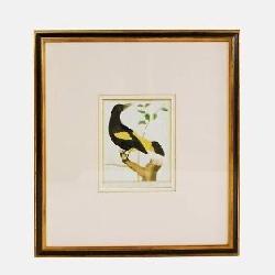 Late 18th Martinet Hand Colored Copperplate Bird Engraving Framed