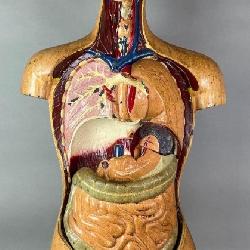Lot 339: Vintage Welch Human Anatomical Model