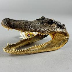 Genuine American Alligator Head Taxidermy