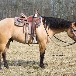 Lot# 463 5 yr old AQHA Gelding Sire: Cutter Jac Slide by Hollywood Jac 86 Dam; Pushin to Move 