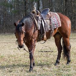 Lot# 473 4 yr old AQHA Gelding Sire: CDF Misters Cool Dam: Rafter D Easy Excellent Trail Horse! 