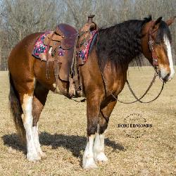 Lot# 479 4 yr old Clyde-QH X Mare
