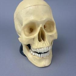 Vintage Skull Model