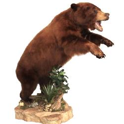  Lot 119 Large taxidermy Alaska brown bear life-size full body nice mount SouthJerseyAuction.com