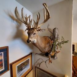 Rare Dear Mount