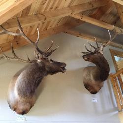 Elk mounts