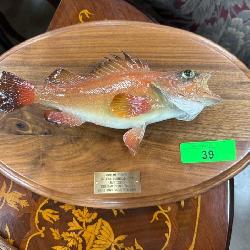TAXIDERMY MOUNTS