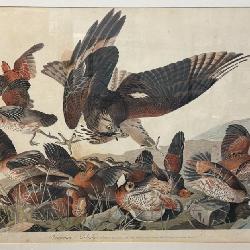 J.J. Audubon Havell Engraving Prints