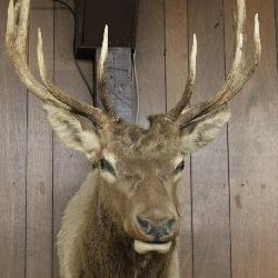 Mule Deer Mount - Fantastic 