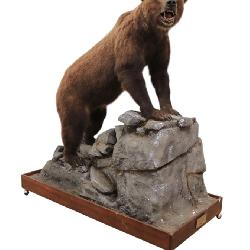 192-1 Life-size Grizzly Bear mount taxidermy displayed on faux rock habitat base on wheels 